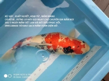 XÙ VẢY ở cá chép KOI - chữa xù vảy và nấm xuất huyết đỏ